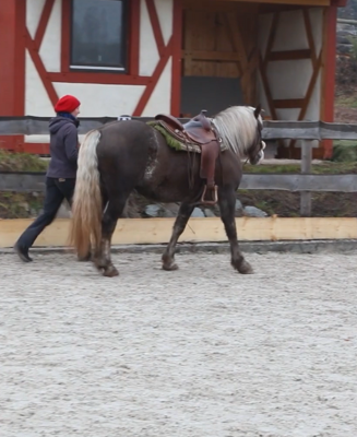 Eine Frau führt ein Pferd.