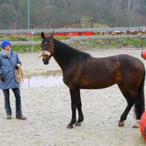 Eine Frau steht mit einem Pferd auf einem Reitplatz.