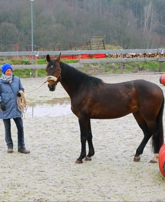 Eine Frau steht mit einem Pferd auf einem Reitplatz.