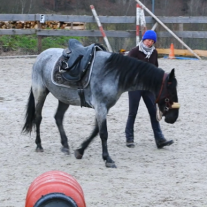 Eine Frau arbeitet mit einem Pferd vom Boden aus.