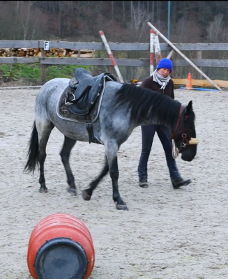 Eine Frau arbeitet mit einem Pferd vom Boden aus.