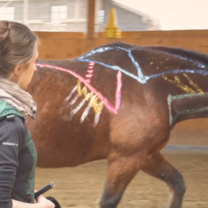 Ein Pferd wird von einer Frau longiert und hat Muskeln mit Farbe aufgezeichnet.