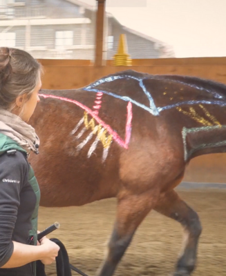 Ein Pferd wird von einer Frau longiert und hat Muskeln mit Farbe aufgezeichnet.