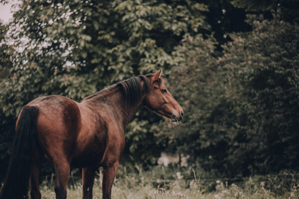 Ein braunes Pferd vor einem Wald.